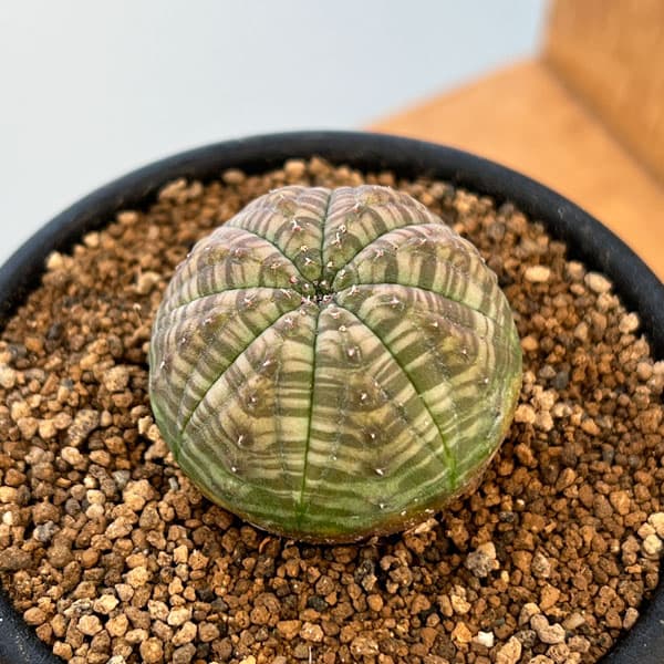 園芸ネット本店｜ユーフォルビア：オベサ 2.5号鉢植え の通販【公式】