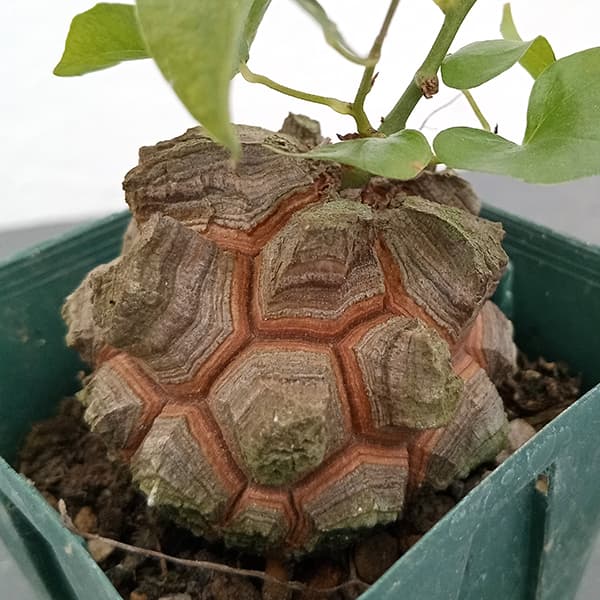 園芸ネット本店｜[ザ・ファームセレクト]ディオスコレア（亀甲竜