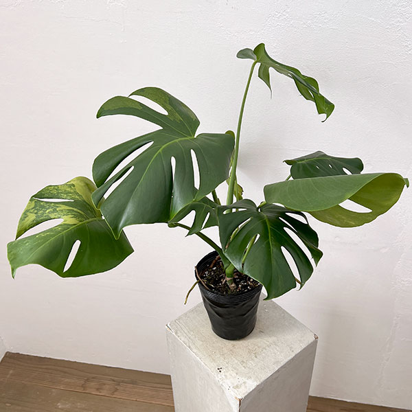 園芸ネット本店｜モンステラ：デリシオーサ 斑入り（実生株） 5号24-04