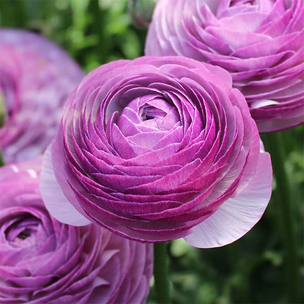 園芸ネット本店｜ラナンキュラス：サクセス ノンノアントニオ4号ポット