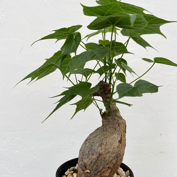 園芸ネット本店｜フィルミアナ：コロラータ 5号鉢植え の通販【公式】