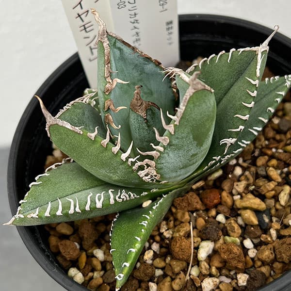 園芸ネット本店｜アガベ：チタノタ 南アフリカダイヤモンド 3.5号