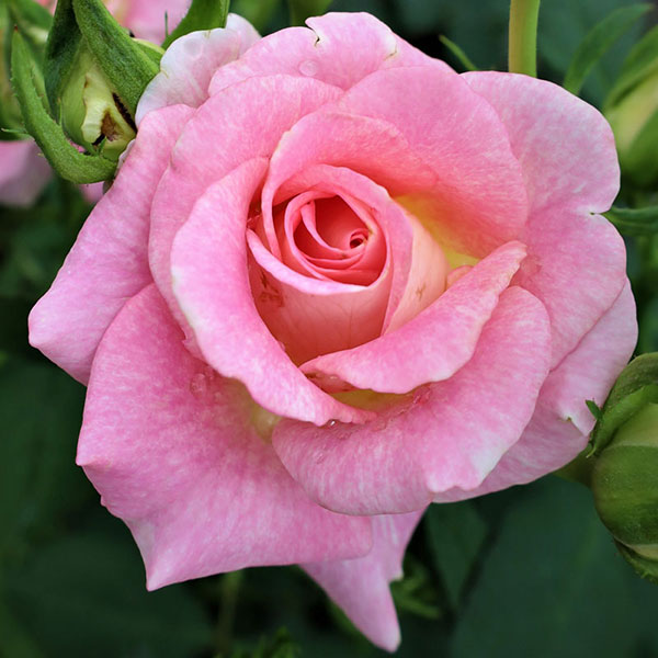 園芸ネット本店｜バラ（四季咲き中輪）：エミオ大苗（産地直送品） の