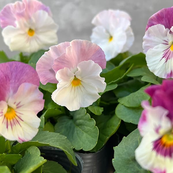 園芸ネット本店｜見元園芸さんのパンジー：モモリン3号ポット の通販