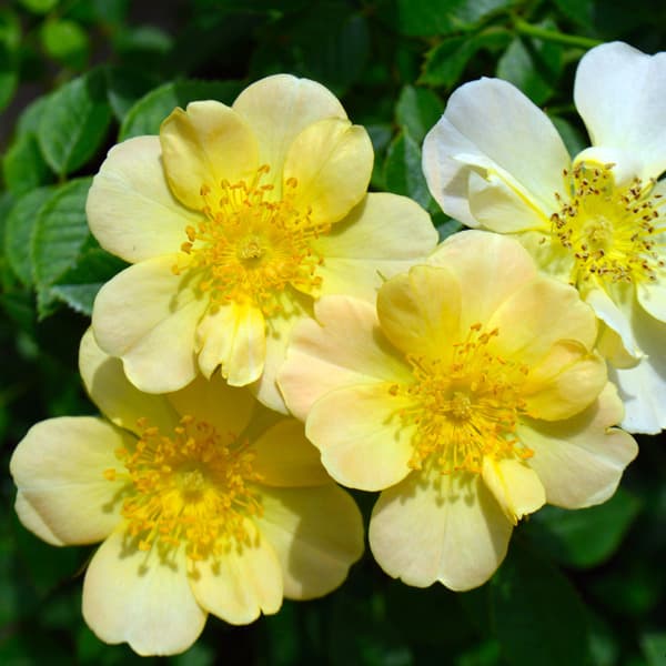 園芸ネット本店｜シュラブローズ：ラ ヴァルス ディ アベイル6号鉢植え