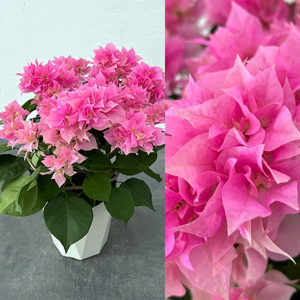 園芸ネット本店｜ブーゲンビリア八重咲きピンク系5号鉢植え* の通販