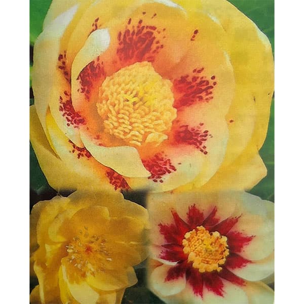 園芸ネット本店｜曽田園芸さんのクリスマスローズ：ダブルゴールド系