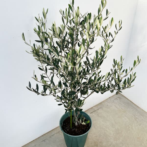 園芸ネット本店｜オリーブ：コレッジョラ 8号鉢植え の通販【公式】