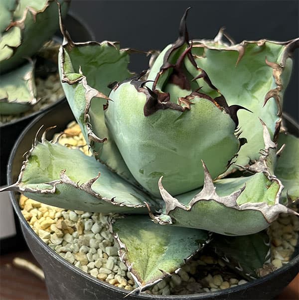 園芸ネット本店｜アガベ：チタノタ ブラックアンドブルー 3.5号ポット