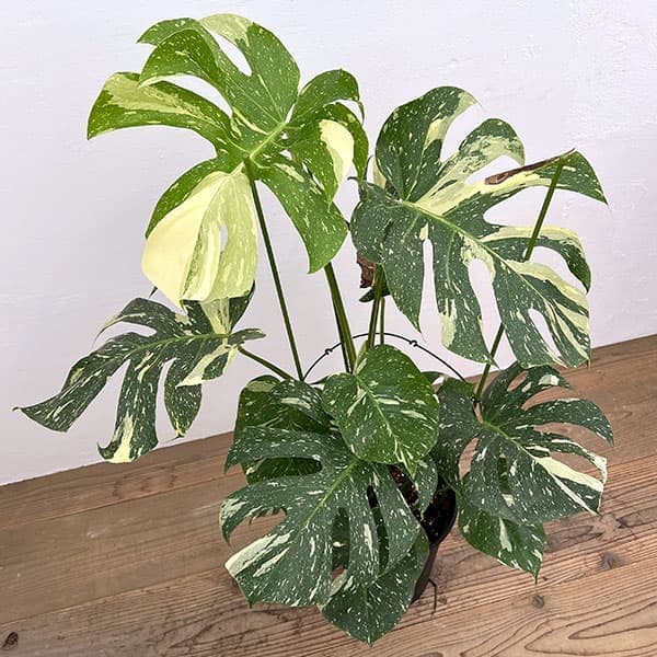 園芸ネット本店｜モンステラ：デリシオーサ：タイコンステレーション 8