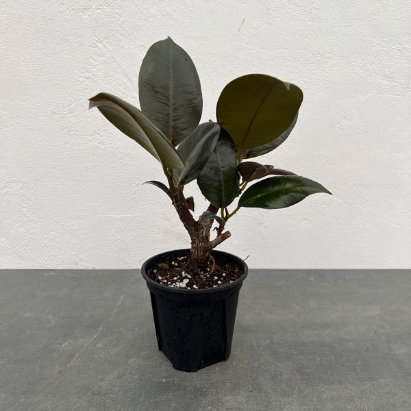 園芸ネット本店｜フィカス：バーガンディ 4号鉢植え の通販【公式】