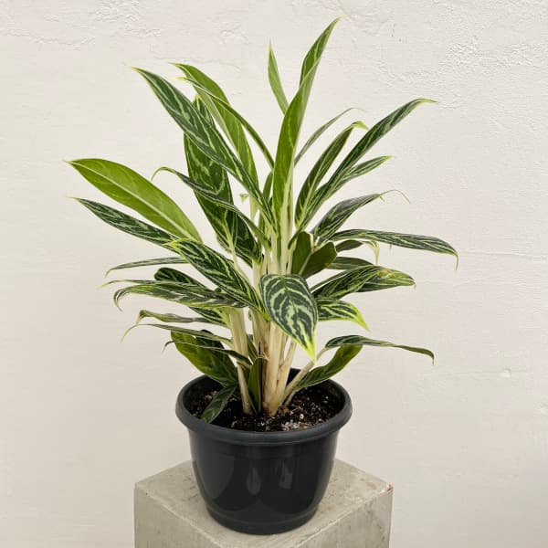 園芸ネット本店｜アグラオネマ：アイビーグリーン 7号鉢植え の通販