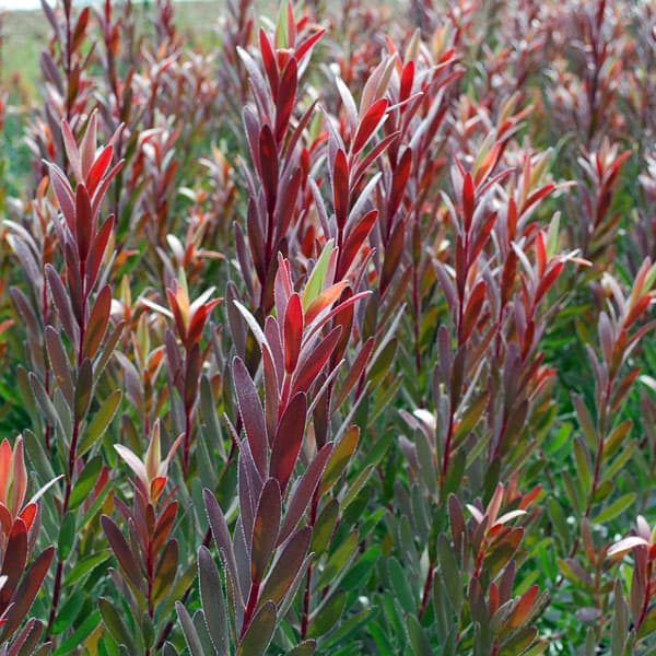園芸ネット本店｜リューカデンドロン：サファリサンセット6号鉢植え の