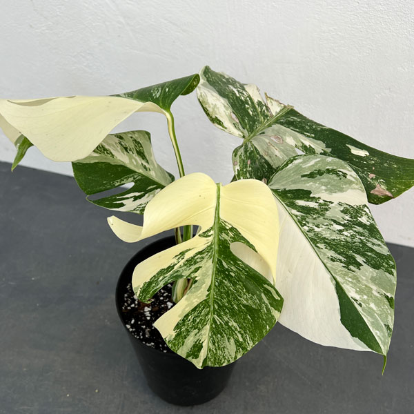 園芸ネット本店｜[ザ・ファームセレクト]モンステラ：斑入り（白斑