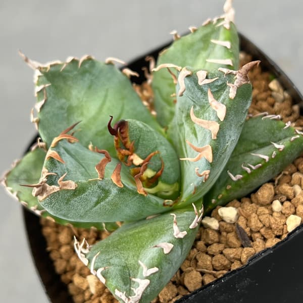 園芸ネット本店｜[ザ・ファームセレクト]アガベ：チタノタ 魔丸 2.5-3