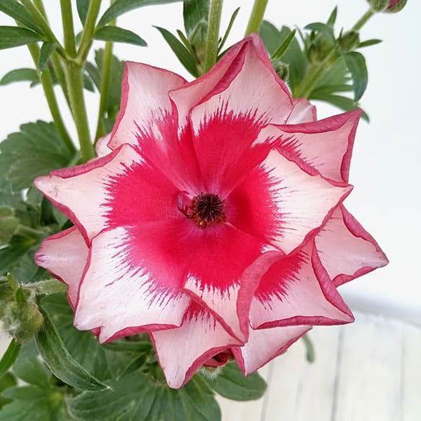 園芸ネット本店｜ラナンキュラス：サラセレネ アロピクス3.5-4号ポット