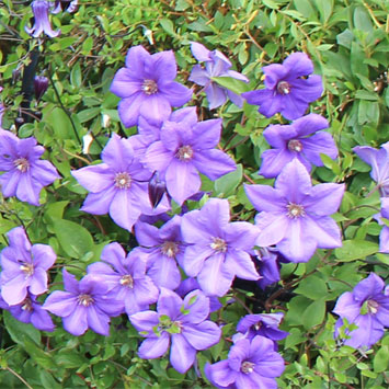 園芸ネット本店｜クレマチス：セム4号ロングポット（ジャックマニー系