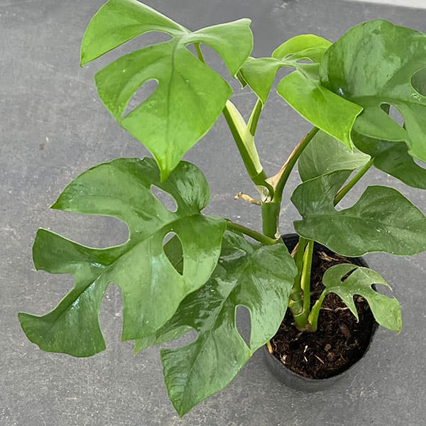 園芸ネット本店｜ラフィドフォラ：テトラスペルマ（ヒメモンステラ