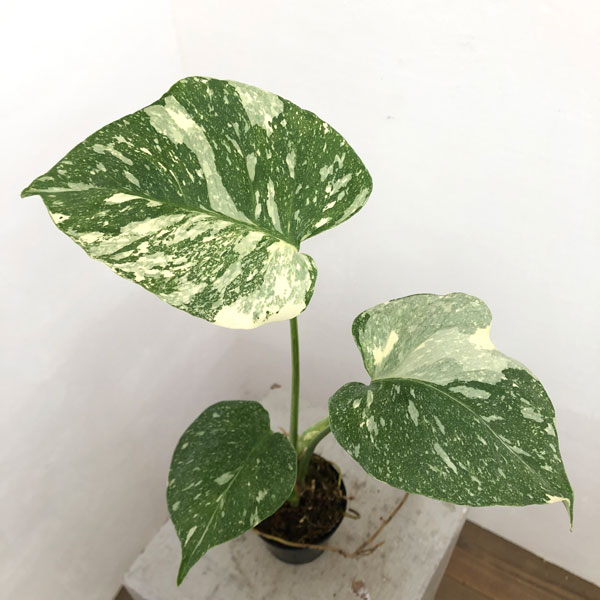 園芸ネット本店｜[ザ・ファームセレクト]モンステラ：タイコンステ