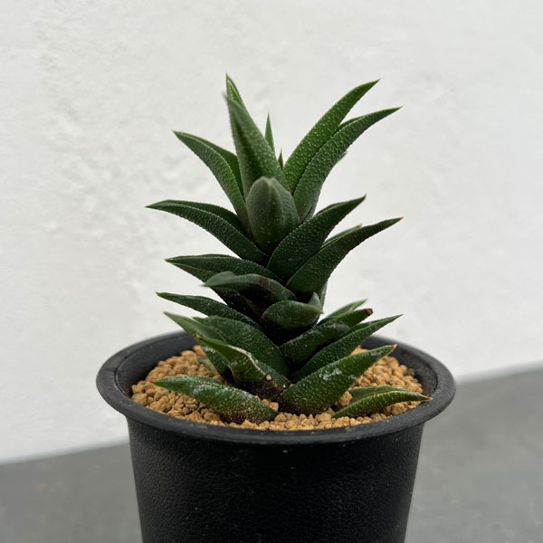 園芸ネット本店｜ハオルチア：五重塔 2.5号ポット の通販【公式】