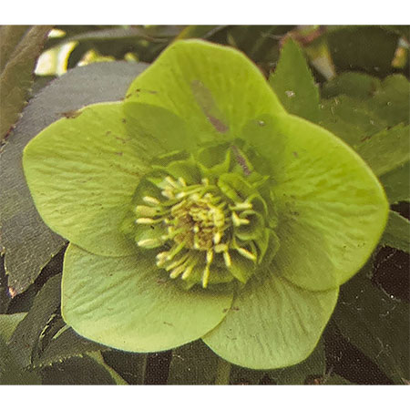 園芸ネット本店｜杉光園芸さんのクリスマスローズ：セミダブルグリーン