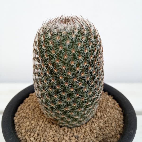 園芸ネット本店｜サボテン：マミラリア マツダエ3号鉢植え の通販【公式】