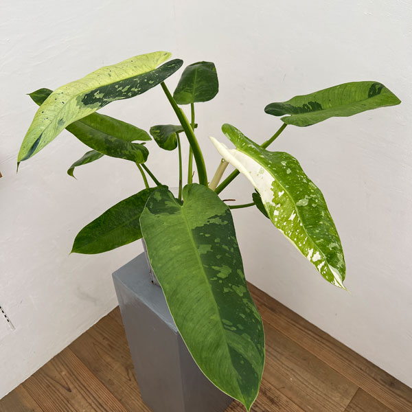 園芸ネット本店｜フィロデンドロン：ジョセボーノ（斑入り） 6号鉢植え