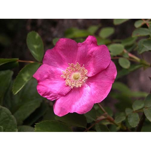 園芸ネット本店｜バラ（原種）：タカネバラ3号ポット（高嶺ばら） の