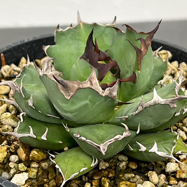 園芸ネット本店｜アガベ：チタノタ 姫巌竜 5号鉢植え24-02 の通販【公式】