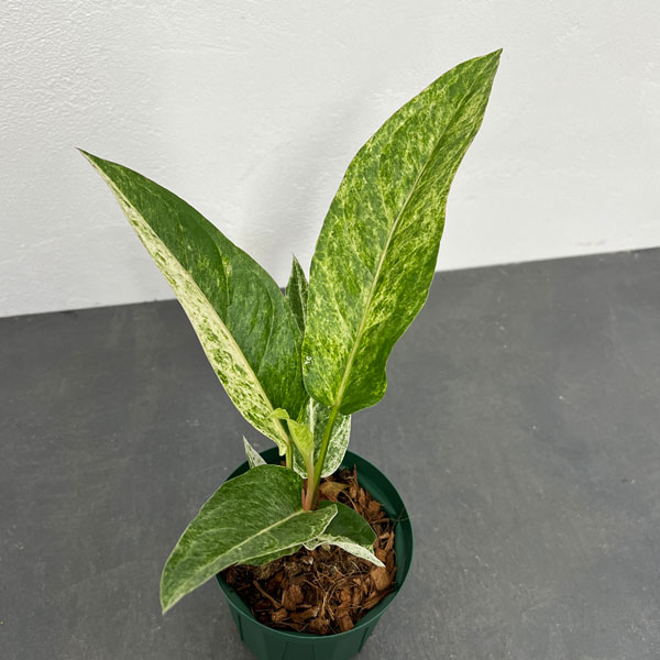 園芸ネット本店｜アンスリウム：ハイブリット（斑入り）4号2401 の通販