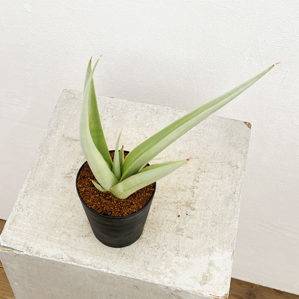 園芸ネット本店｜[ザ・ファームセレクト]サンセベリア：チャニン 2.5号