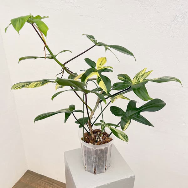 園芸ネット本店｜フィロデンドロン：フロリダビューティーバリエガータ