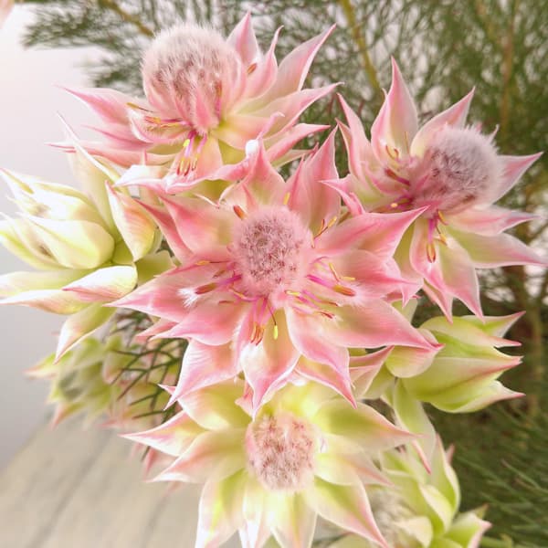 園芸ネット本店｜セルリア（ジョーイセルリア）：プリティピンク 7号