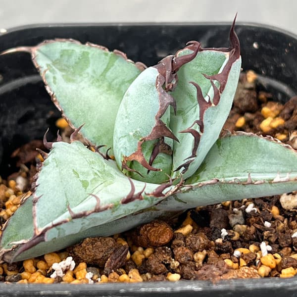 園芸ネット本店｜アガベ：チタノタ ブラック ＆ ブルー タワータイプ