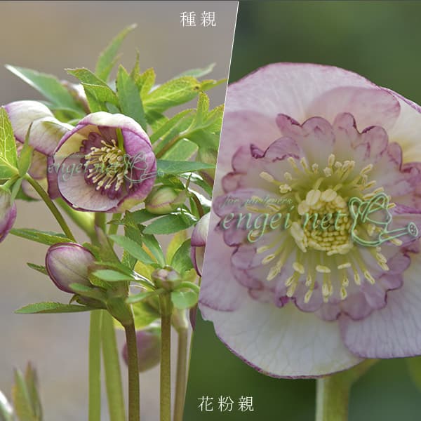 園芸ネット本店｜【お1人様1ポット】大和園さんのクリスマスローズ：24