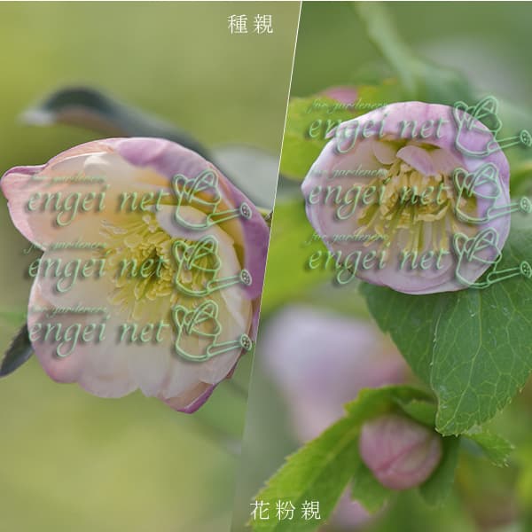 園芸ネット本店｜【お1人様1ポット】大和園さんのクリスマスローズ：24