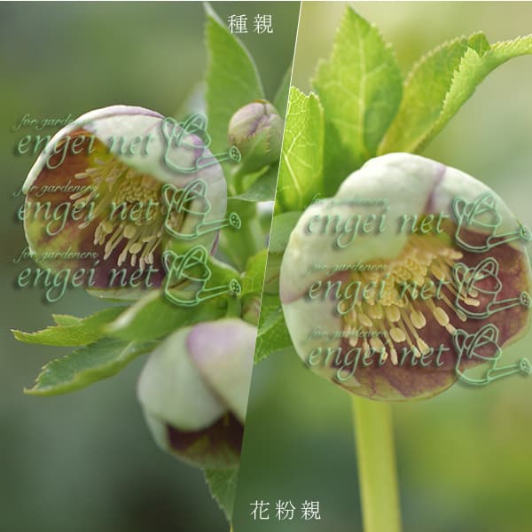 園芸ネット本店｜【お1人様1ポット】大和園さんのクリスマスローズ：24