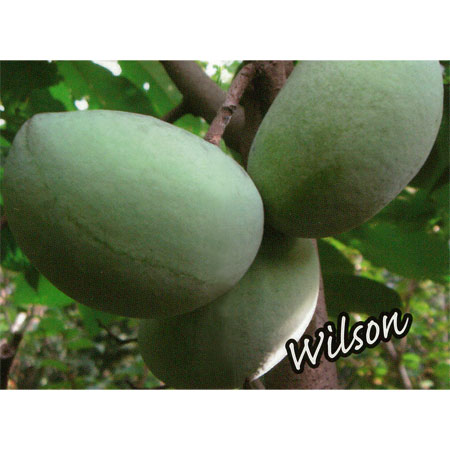 園芸ネット本店｜ポポー：ウィルソン（接木苗）5号ポット の通販【公式】