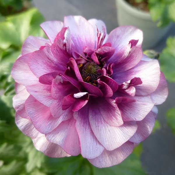 園芸ネット本店｜ラナンキュラス：ラックス ティーバ3.5-4号ポット* の