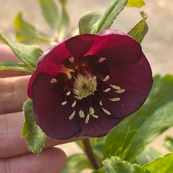 園芸ネット本店｜若泉ファームさんのクリスマスローズ：25-11卑弥呼