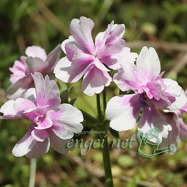 園芸ネット本店｜日本サクラソウ（桜草）八重咲き：幼なじみ2.5号