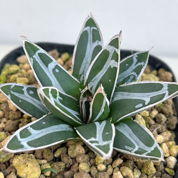 園芸ネット本店｜アガベ：ダルマ笹の雪 3号ポット の通販【公式】