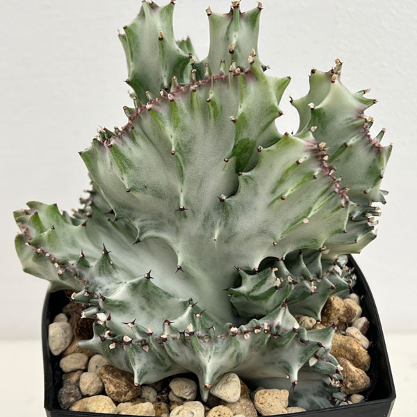 2025年最新ホワイトゴースト 綴化の人気アイテム - メルカリ