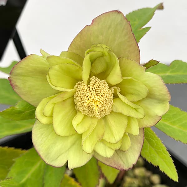 園芸ネット本店｜クリスマスローズ：セレクトダブル25-48／1.5Lポット