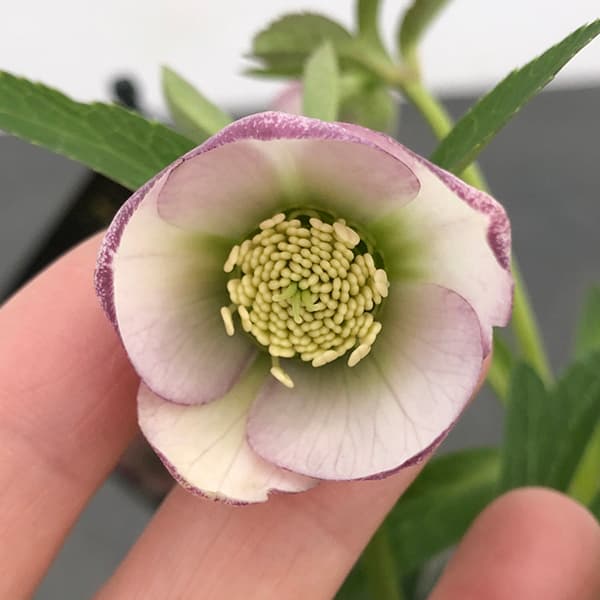 園芸ネット本店｜クリスマスローズ：セレクトシングル25-12／1.5L