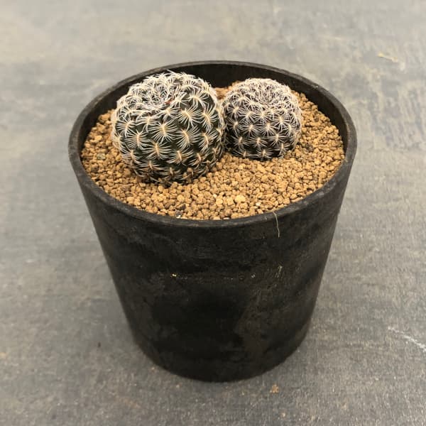 園芸ネット本店｜スルコレブチア：アルビッシマ（G064）3号鉢植え の