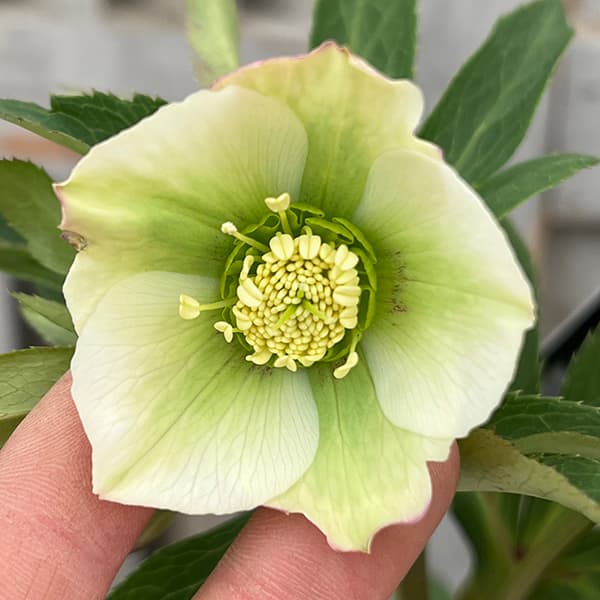 園芸ネット本店｜クリスマスローズ：セレクトシングル25-16／1.5L