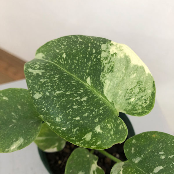 園芸ネット本店｜モンステラ：タイコンステレーション 3号ポット* の