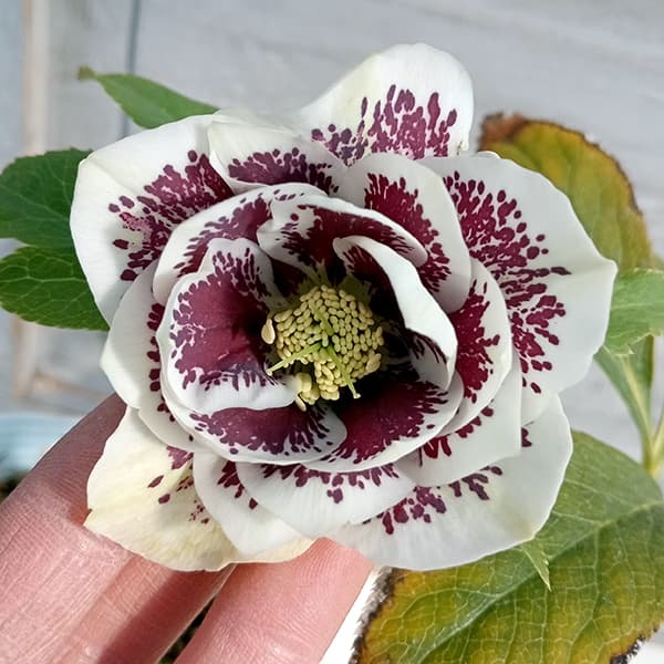 園芸ネット本店｜松村ナーセリーさんのクリスマスローズ：25-27ダブル