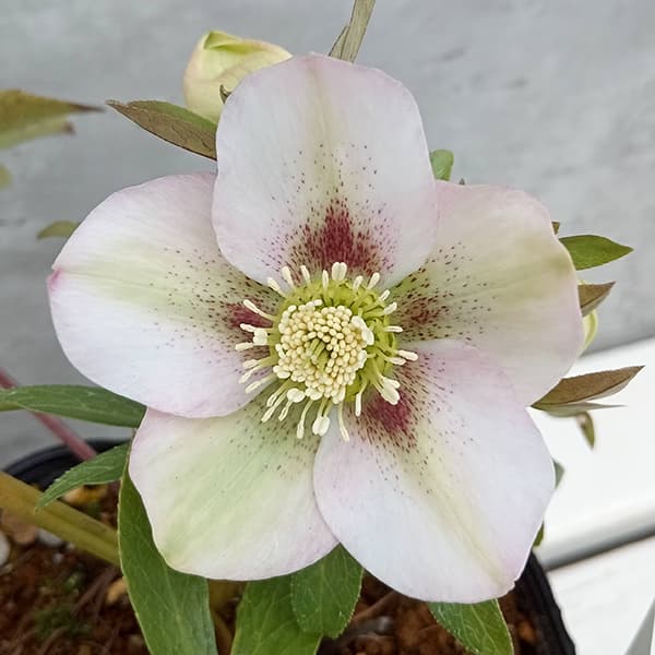 園芸ネット本店｜松村ナーセリーさんのクリスマスローズ：25-39のち紅